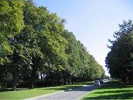 GP-L'avenue du Château_les tilleuls
